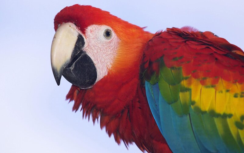 Red Macaw Parrot — Vibrant, Photograph, Beak