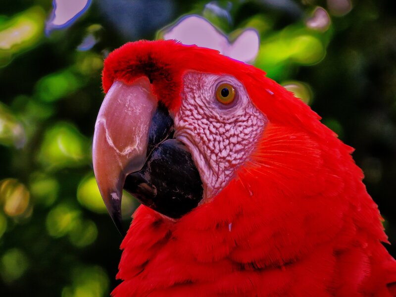 Red Macaw Parrot — Vibrant, Photograph, Green Foliage