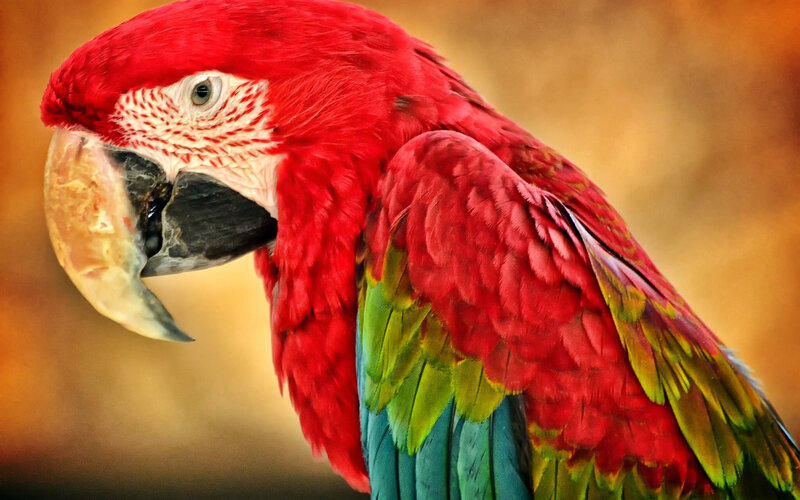 Red Macaw Parrot — Vibrant, Photograph