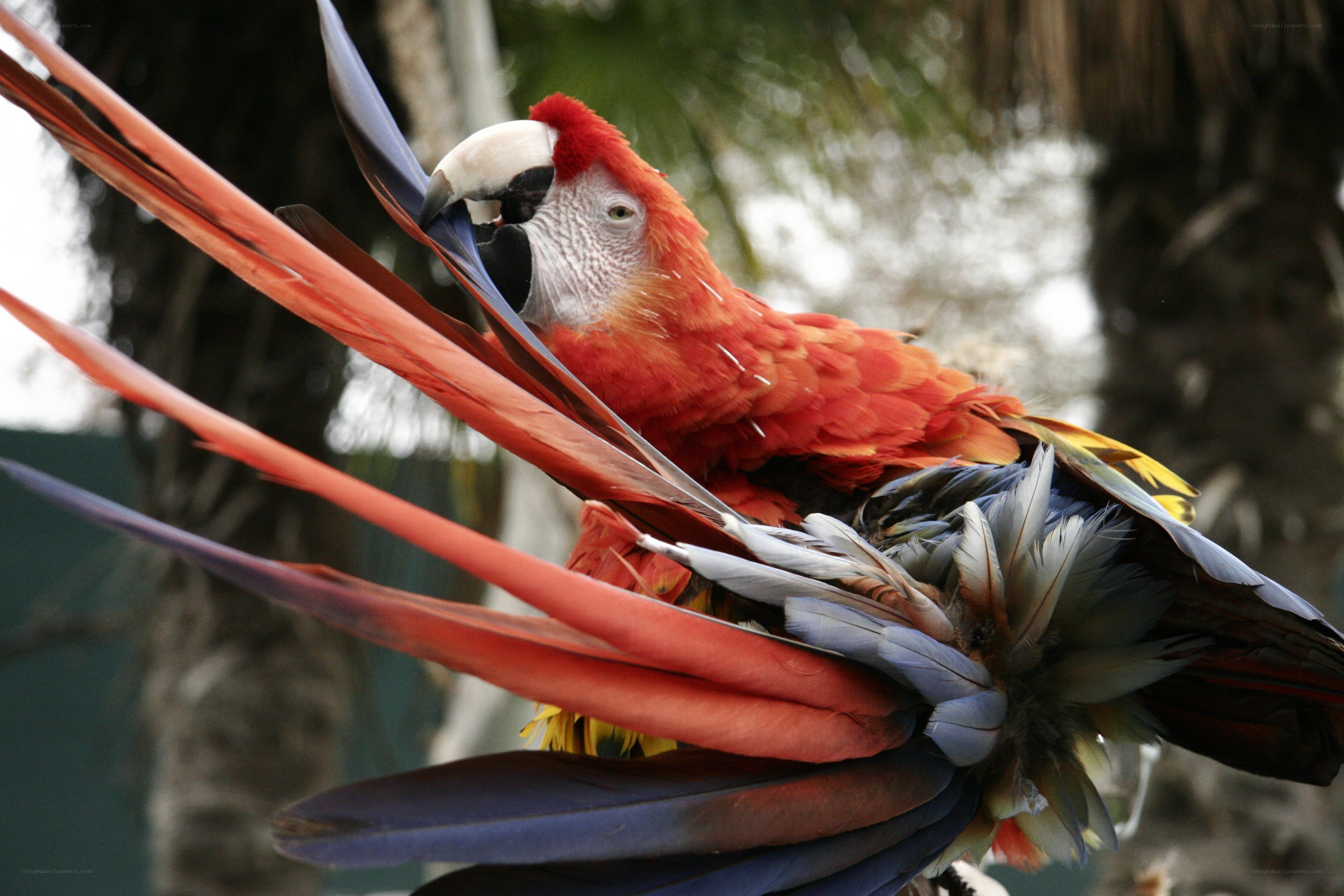 Red macaw with vibrant feathers