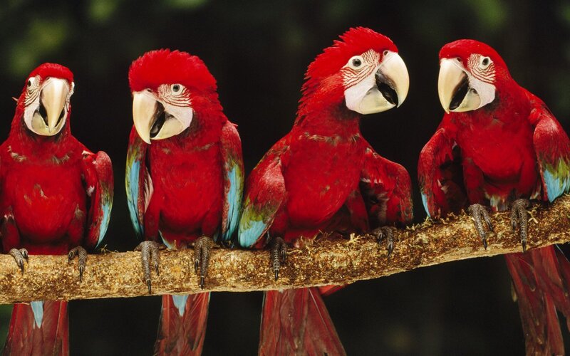 Red Macaws on Branch — Natural, Photograph
