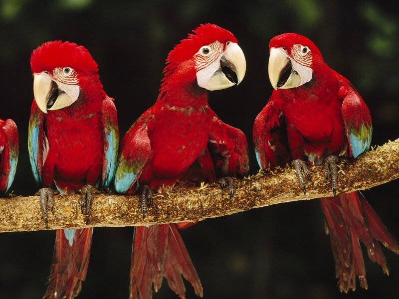 Red Macaws on Branch — Natural