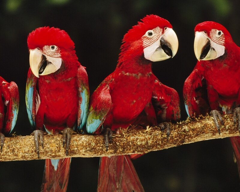 Red Macaws on Branch