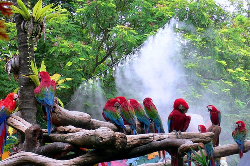 Red Macaws on Branch — Tropical