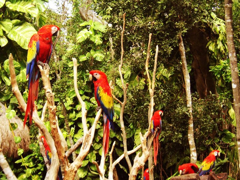 Red Macaws on Branches