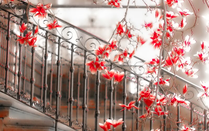 Red Magnolia Flowers
