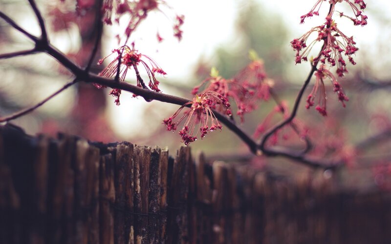Red Maple Blossoms