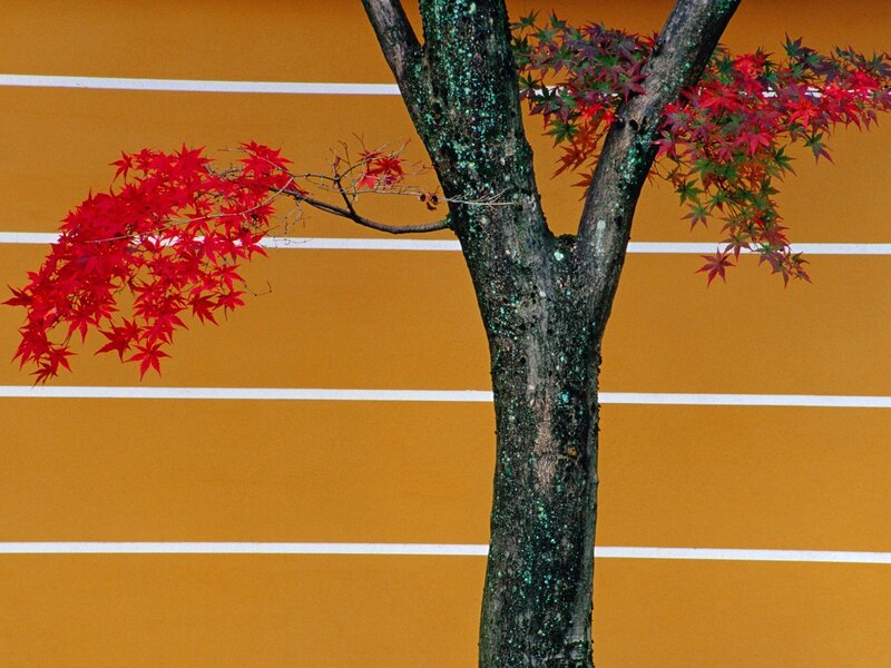 Red Maple Branch — Orange