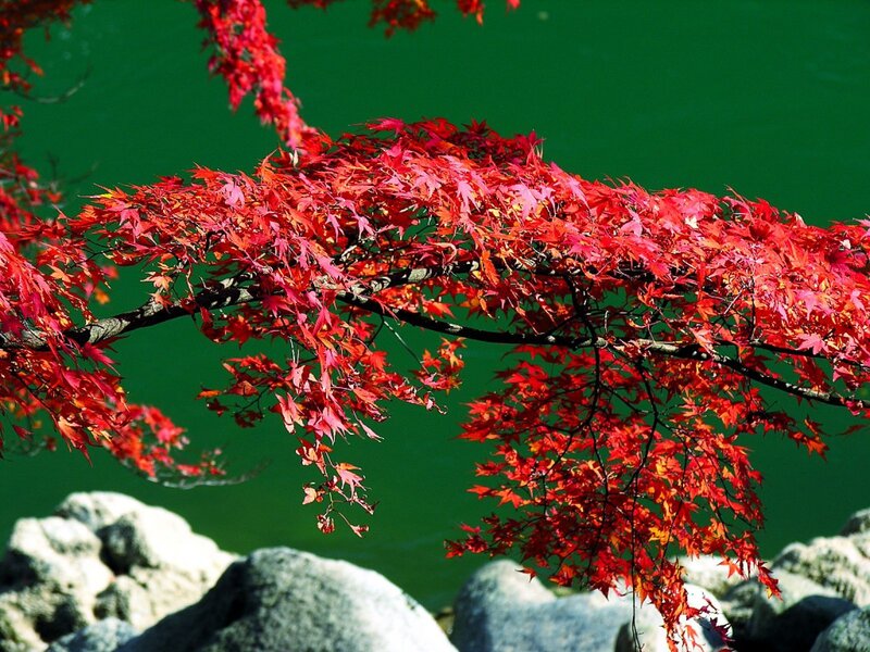 Red Maple Branch — Serene, Autumn