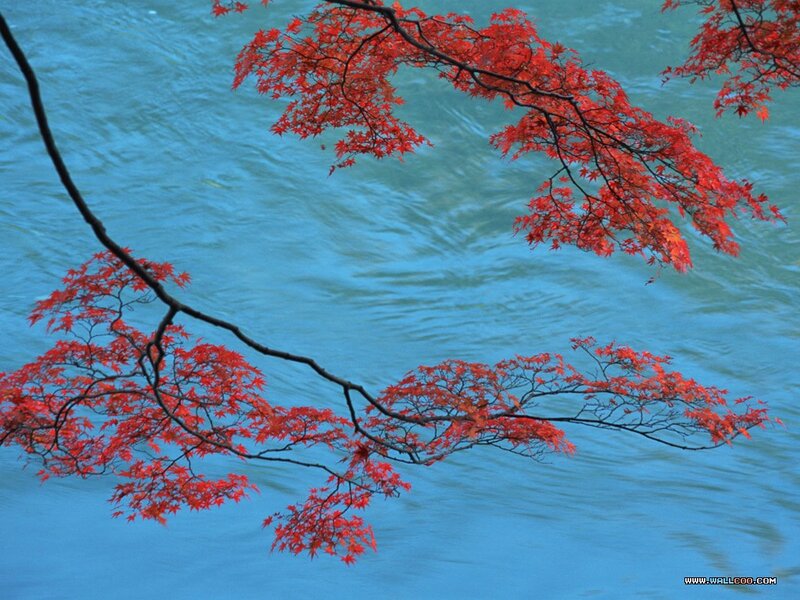 Red Maple Branch — Serene