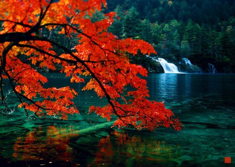 Red Maple Branch