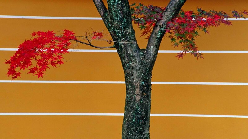 Red maple branches against orange wall