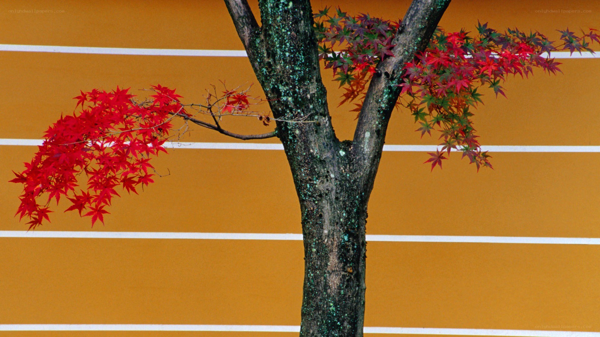 Red maple branches against orange wall