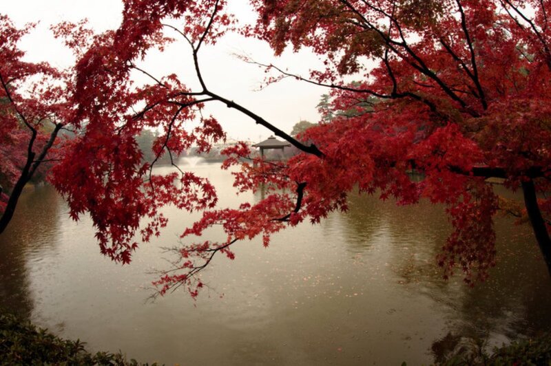 Red Maple Branches over Pond
