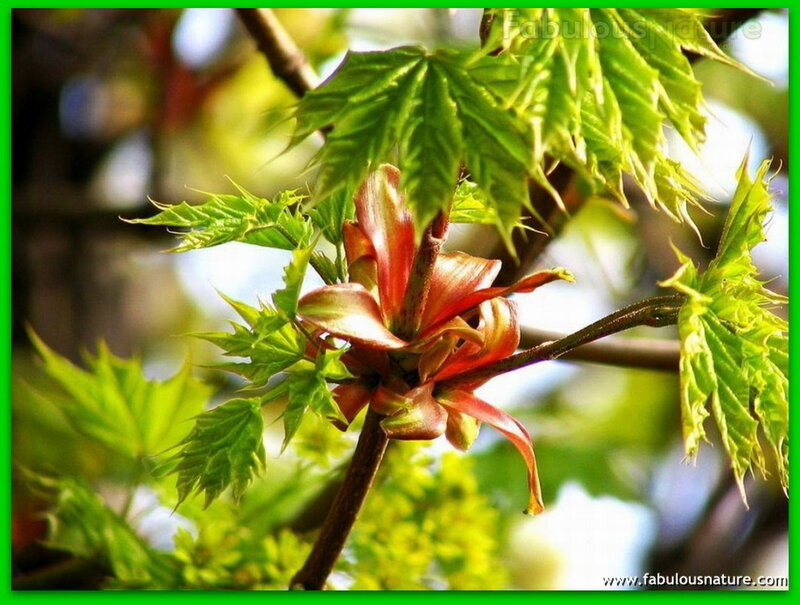 Red Maple Bud