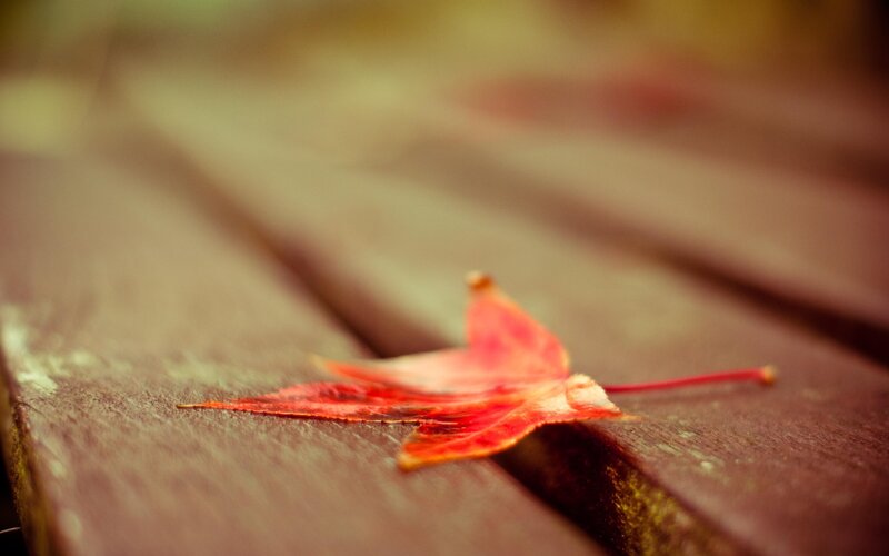 Red Maple Leaf — Autumn