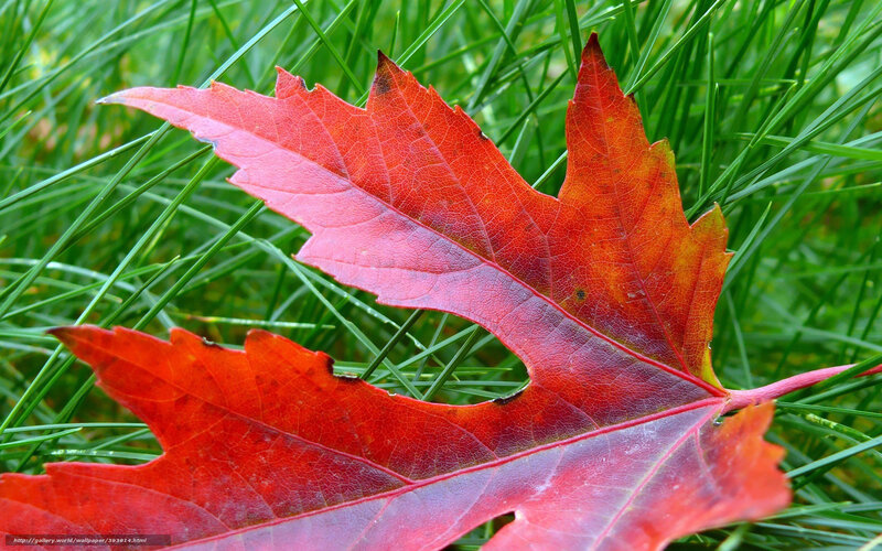 Red Maple Leaf — Calm, Autumn, Photograph, Grass