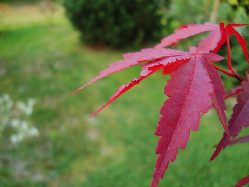 Red Maple Leaf — Calm, Autumn, Photograph, Green Grass