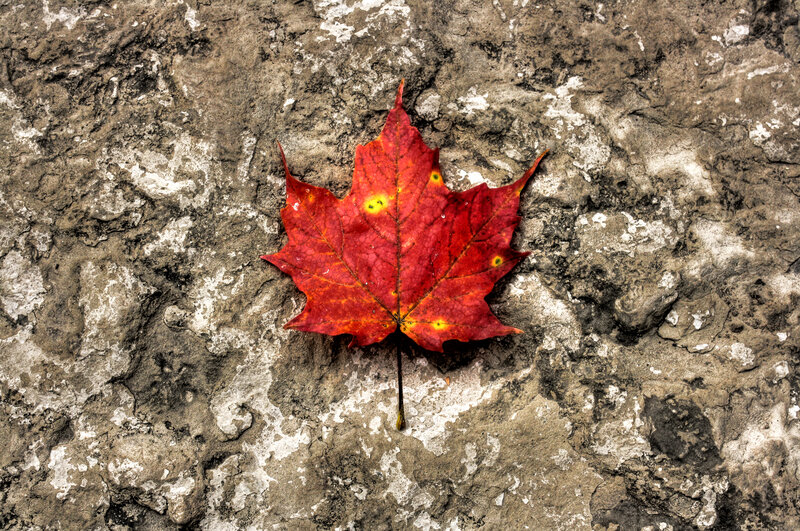 Red Maple Leaf — Calm, Autumn, Photograph, Rock