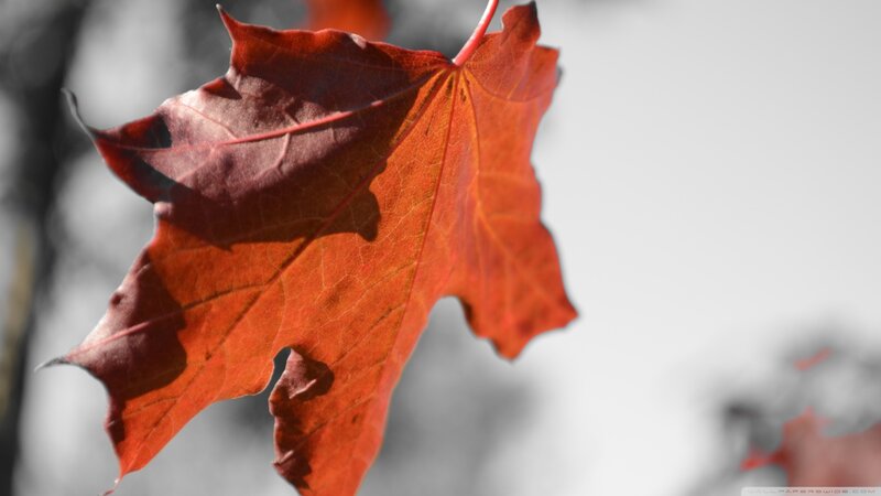 Red Maple Leaf — Calm, Autumn, Photograph, Sky