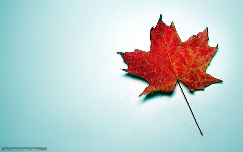 Red Maple Leaf — Calm, Autumn, Photograph, Stem, Background