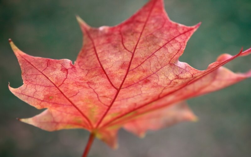 Red Maple Leaf — Calm, Autumn, Photograph, Stem