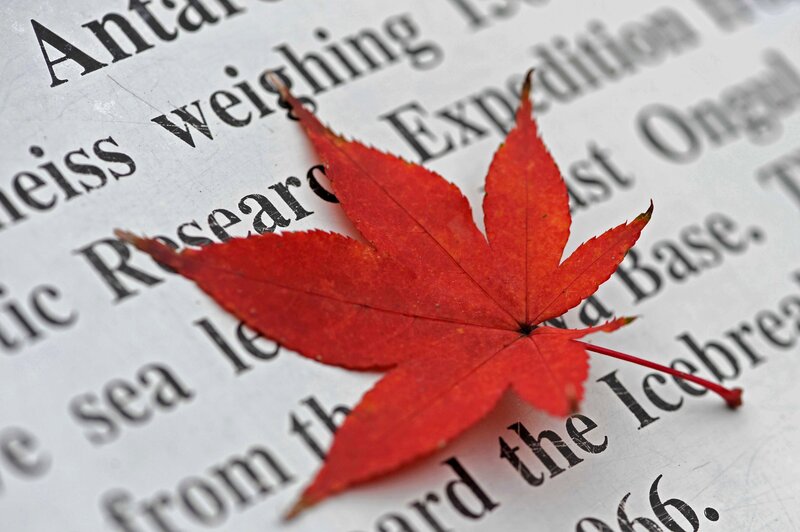 Red Maple Leaf — Calm, Autumn, Photograph, Text
