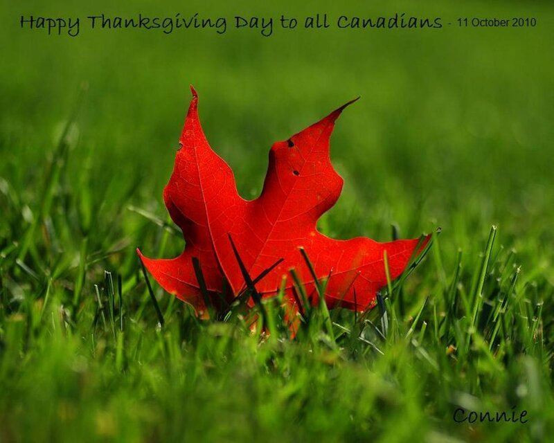 Red Maple Leaf — Calm, Autumn, Photograph