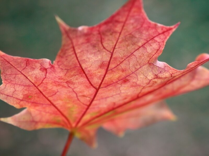 Red Maple Leaf — Calm, Autumn, Photograph, Veins