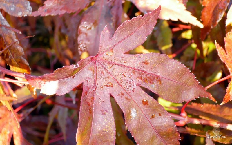Red Maple Leaf — Calm, Autumn, Photograph, Water Droplets, Stem