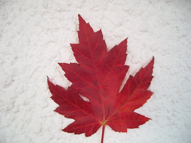 Red Maple Leaf — Calm, Autumn, Photograph, White Wall