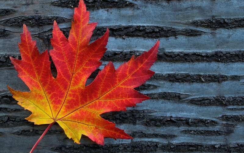 Red Maple Leaf — Calm, Autumn, Photograph, Wood, Stem