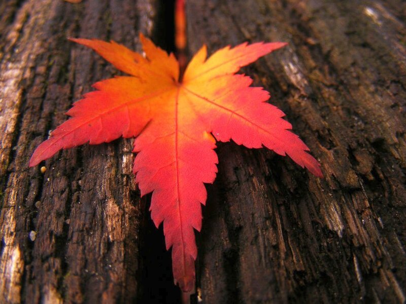 Red Maple Leaf — Calm, Autumn, Photograph, Wood