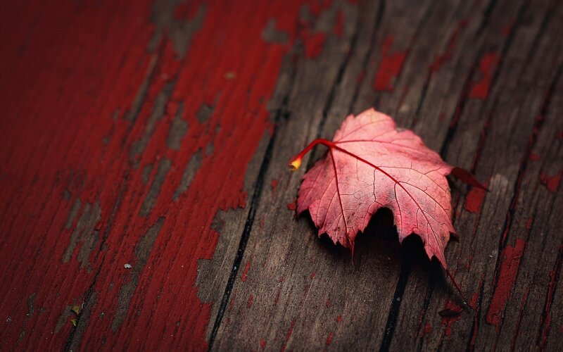 Red Maple Leaf — Calm, Autumn, Photograph, Wooden Surface