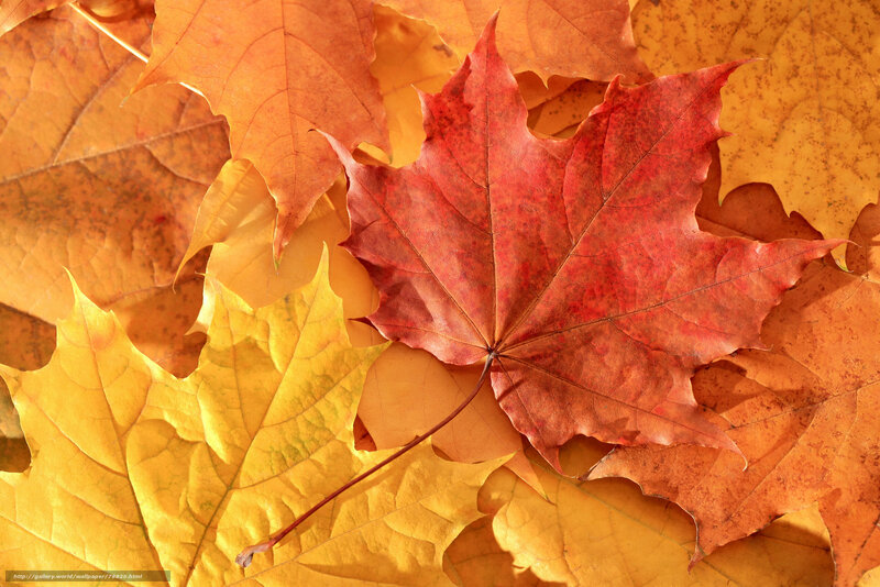 Red Maple Leaf — Calm, Autumn, Photograph, Yellow Leaves
