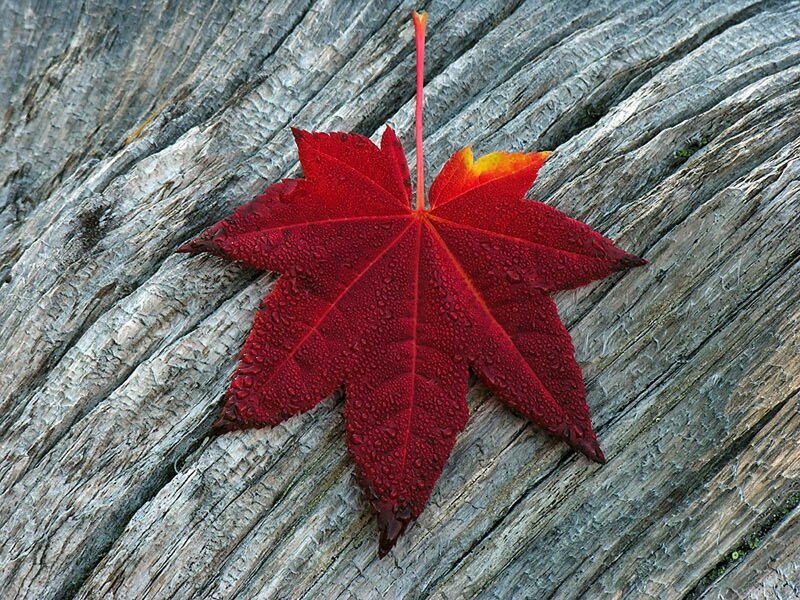 Red Maple Leaf — Calm, Autumn