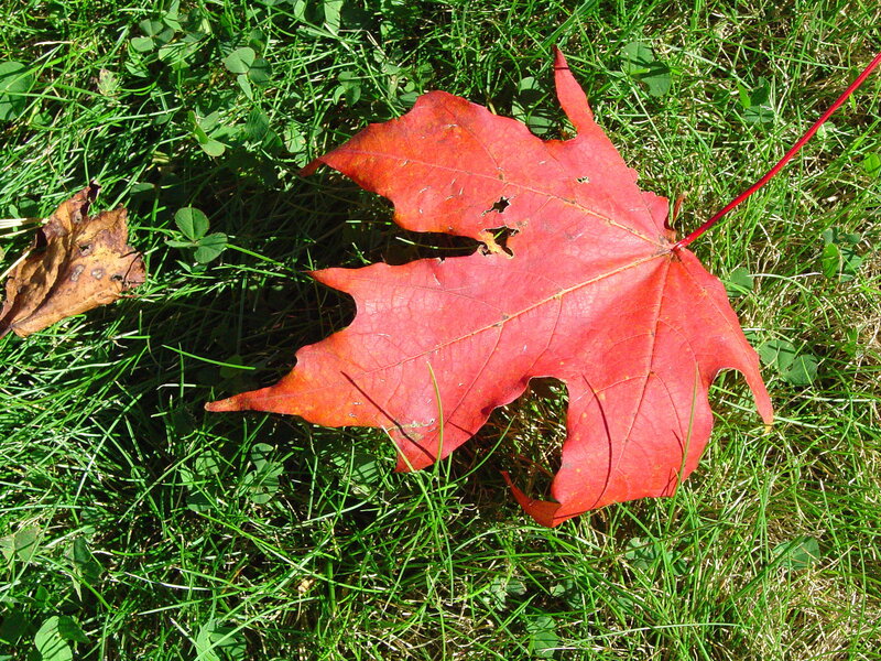 Red Maple Leaf — Calm