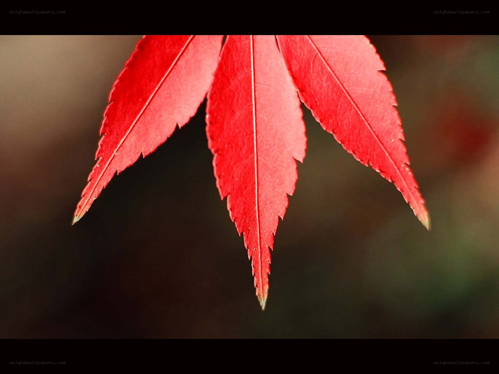 Red maple leaf close-up