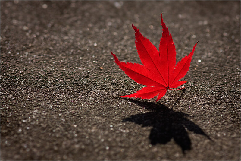 Red Maple Leaf — Dramatic, Autumn, Photograph, Asphalt