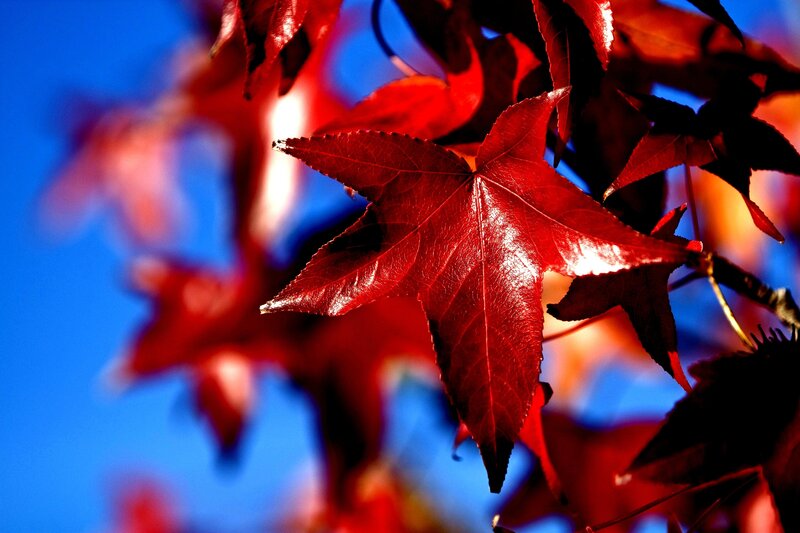 Red Maple Leaf — Dramatic, Autumn, Photograph, Branch, Sky