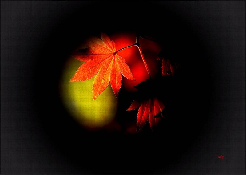 Red Maple Leaf — Dramatic, Autumn, Photograph, Branch