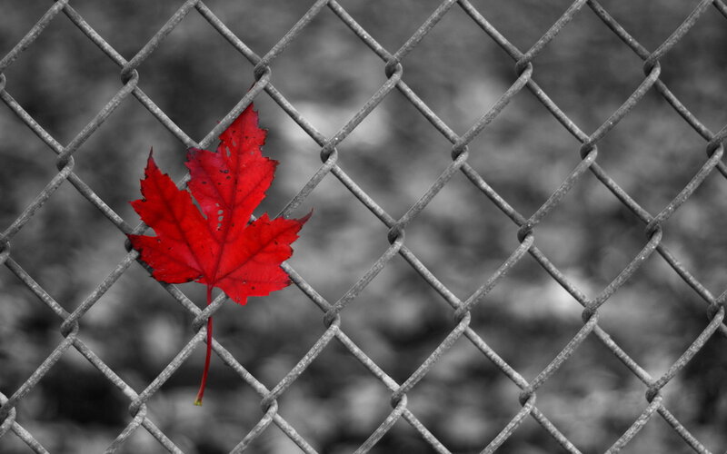 Red Maple Leaf — Dramatic, Autumn, Photograph, Chain-link Fence