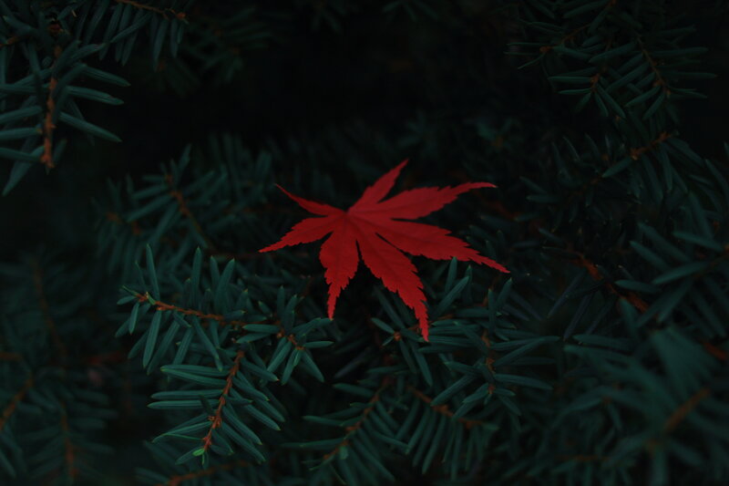 Red Maple Leaf — Dramatic, Autumn, Photograph, Evergreen Branches