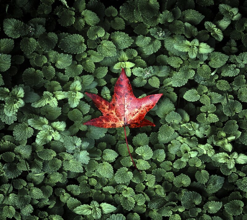 Red Maple Leaf — Dramatic, Autumn, Photograph, Green Leaves