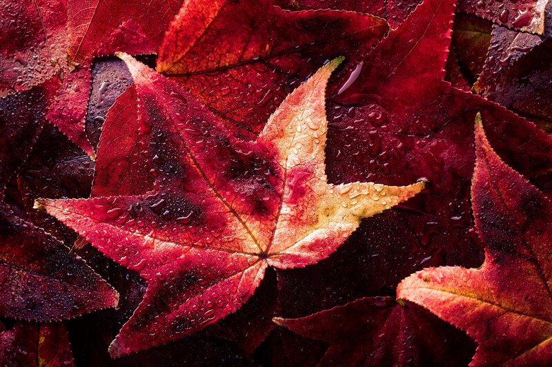 Red Maple Leaf — Dramatic, Autumn, Photograph, Leaves, Water Droplets