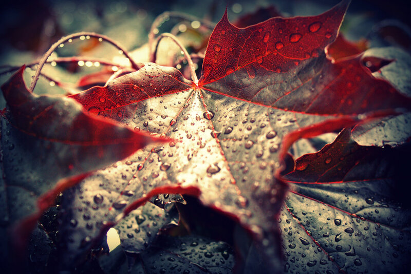 Red Maple Leaf — Dramatic, Autumn, Photograph, Raindrops