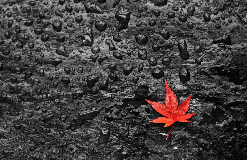 Red Maple Leaf — Dramatic, Autumn, Photograph, Raindrops, Wet Surface