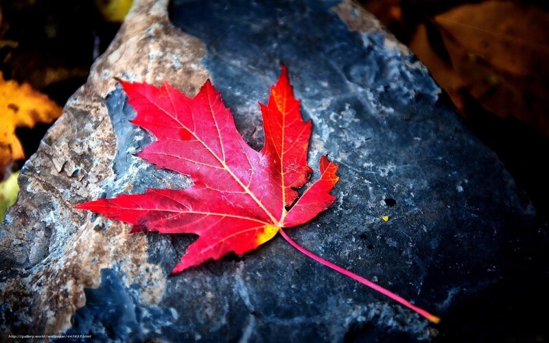 Red Maple Leaf — Dramatic, Autumn, Photograph, Rock