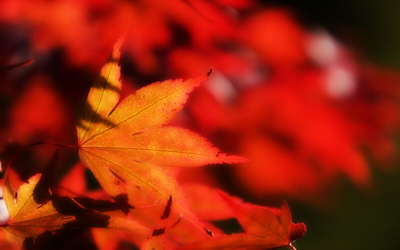 Red Maple Leaf — Dramatic, Autumn, Photograph, Sunlight, Background