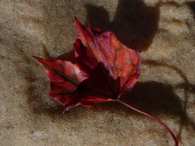 Red Maple Leaf — Dramatic, Autumn, Photograph